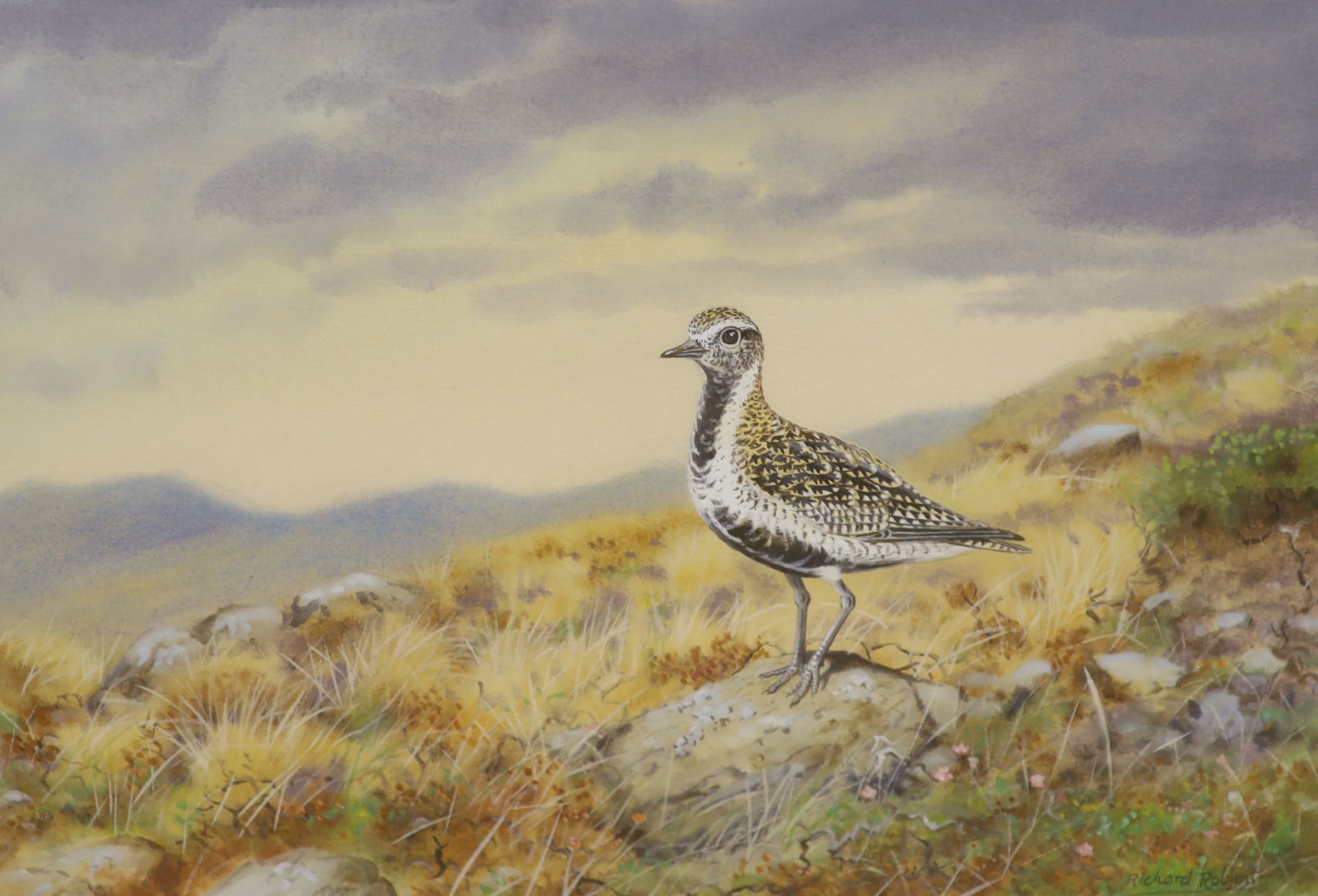 Richard Robjent (b. 1937), watercolour and gouache on paper, Moorland landscape with Golden Plover, signed, 25.5 x 35cm
